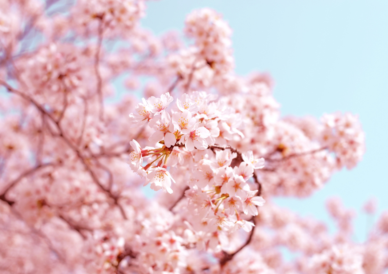 벚꽃